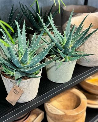 Spousta lednových novinek na vás čeká v prodejně @atelierpavilon 🌿 Potřebuje váš domov oživit nebo chcete vyměnit staré...